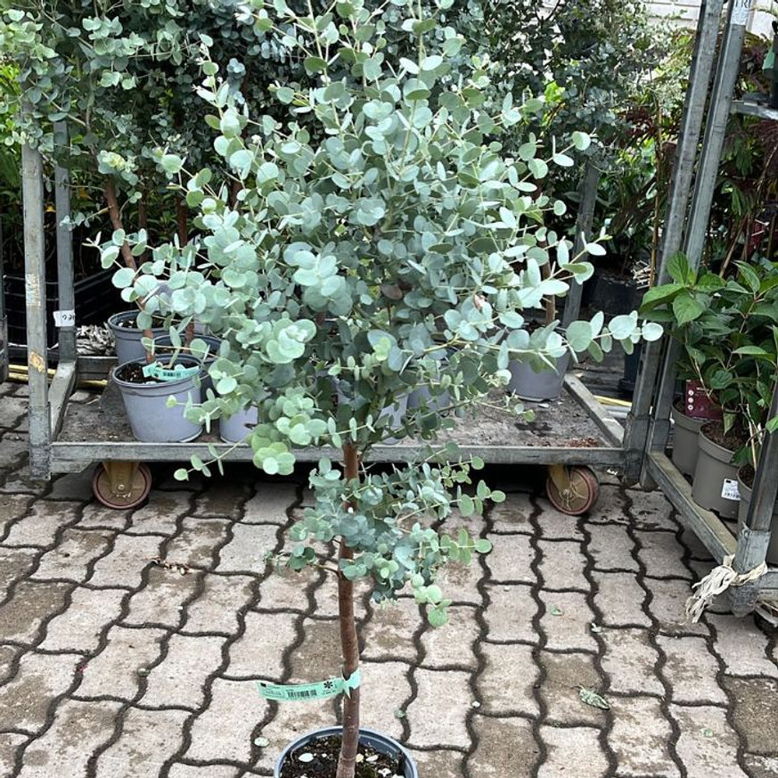 Eucalyptus gunnii MT - Havasi eukaliptusz Eucalyptus gunnii MT - Havasi eukaliptusz