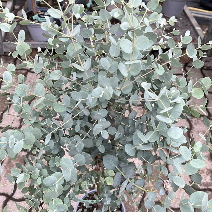 Eucalyptus gunnii MT - Havasi eukaliptusz Eucalyptus gunnii MT - Havasi eukaliptusz