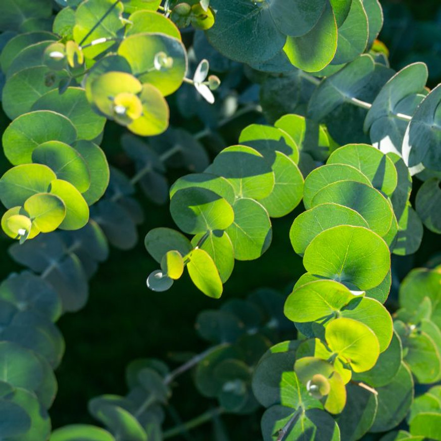 Eucalyptus gunnii MT - Havasi eukaliptusz Eucalyptus gunnii MT - Havasi eukaliptusz