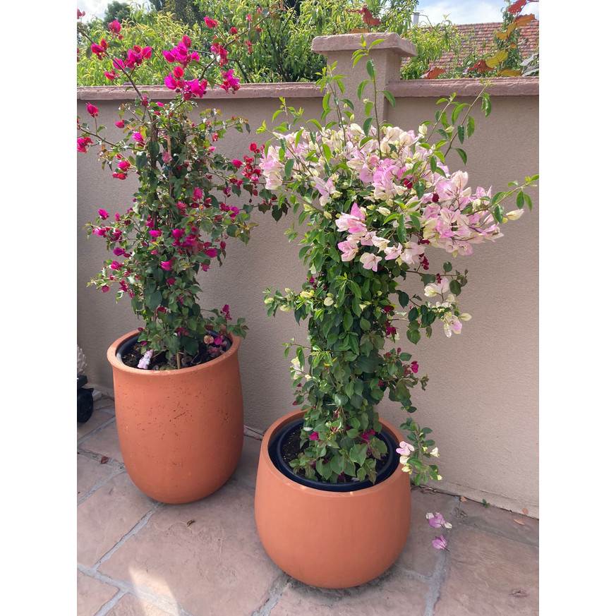 Bougainvillea XL - Murvafürt