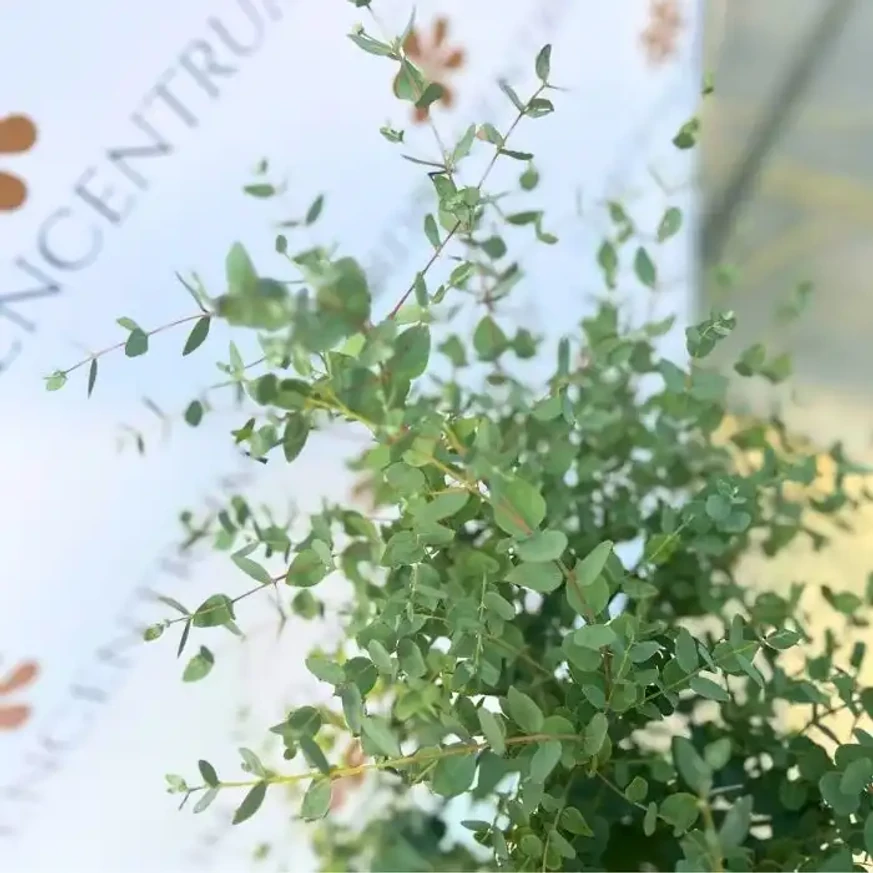 Eucalyptus gunnii MT - Havasi eukaliptusz Eucalyptus gunnii MT - Havasi eukaliptusz