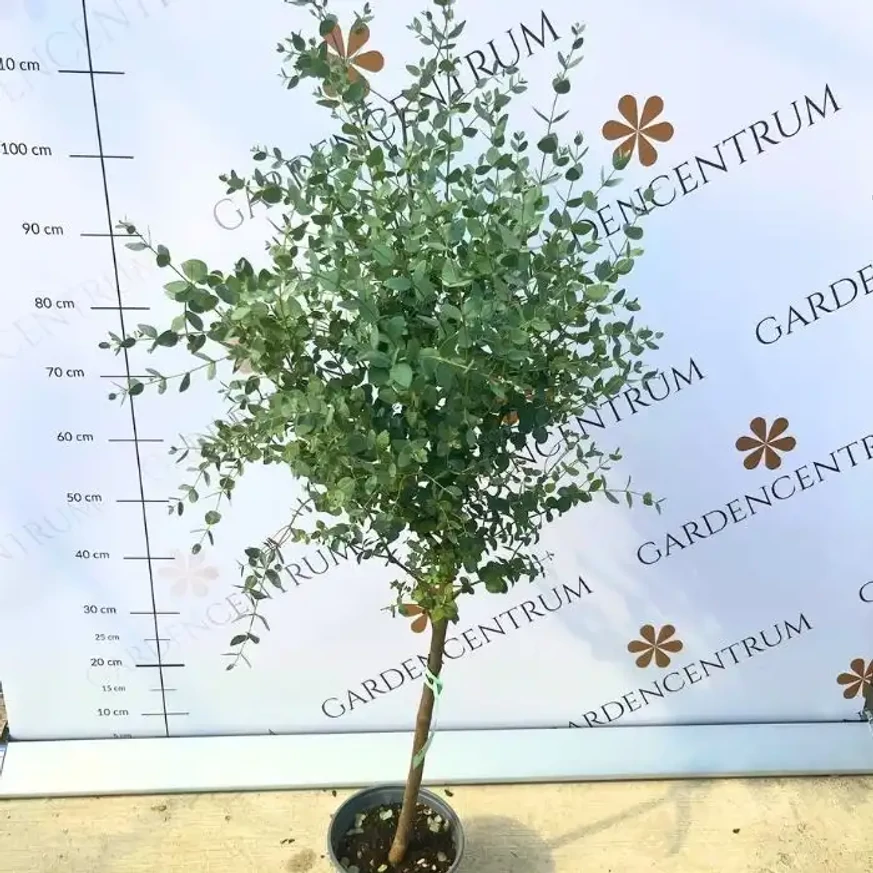 Eucalyptus gunnii MT - Havasi eukaliptusz