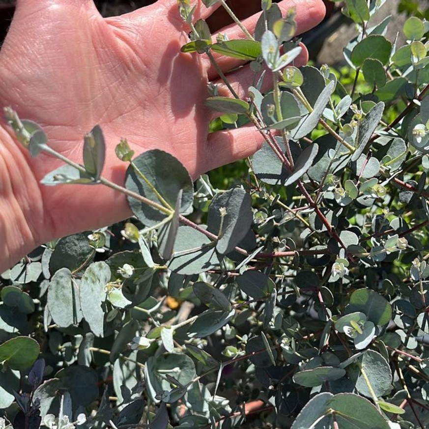 Eucalyptus gunnii MT - Havasi eukaliptusz Eucalyptus gunnii MT - Havasi eukaliptusz