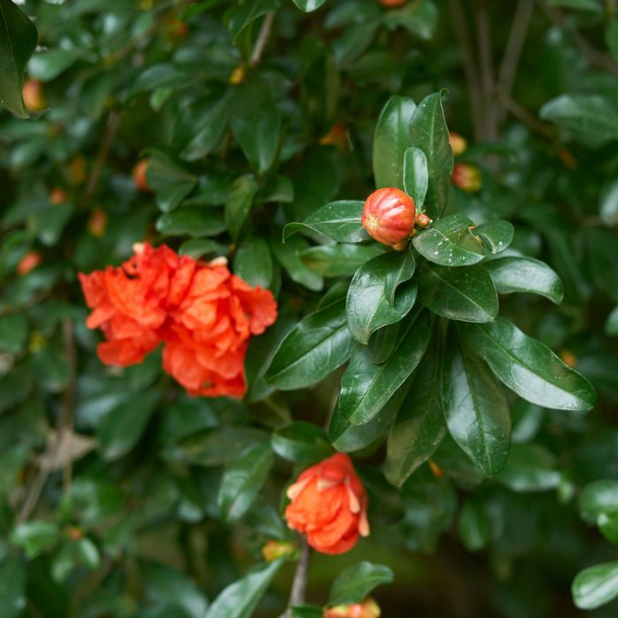 Punica granatum Maxima Rubra K2 - Piros virágú díszgránátalma Punica granatum Maxima Rubra K2 - Piros virágú díszgránátalma