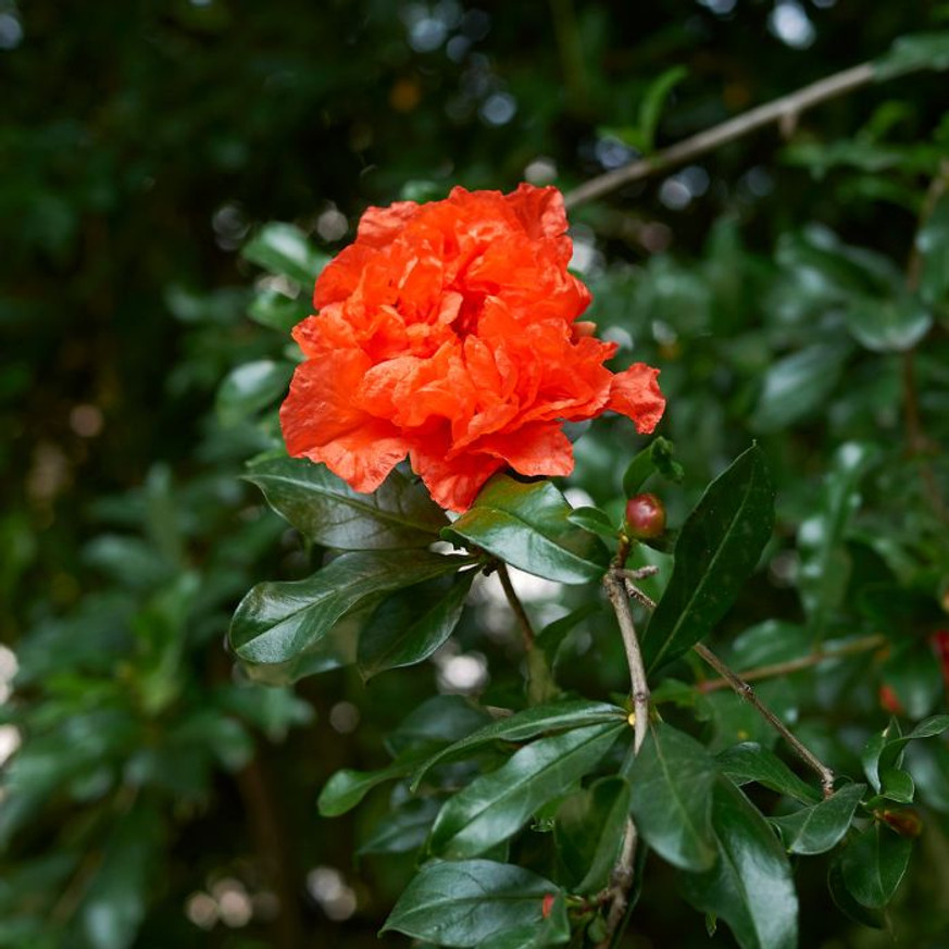Punica granatum Maxima Rubra K2 - Piros virágú díszgránátalma