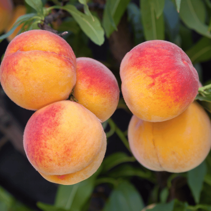 Prunus persica- Őszibarackfa