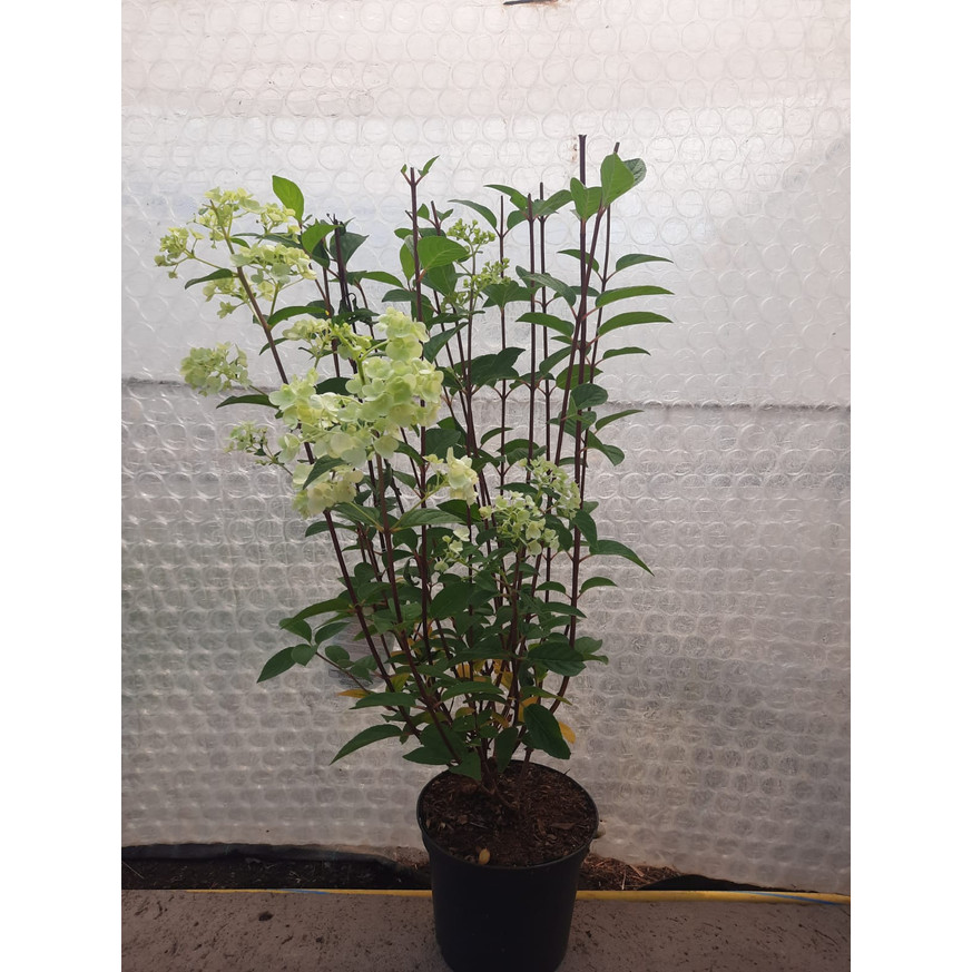 Hydrangea paniculata Sundae Fraise K3 - Bugás hortenzia Hydrangea paniculata Sundae Fraise K3 - Bugás hortenzia