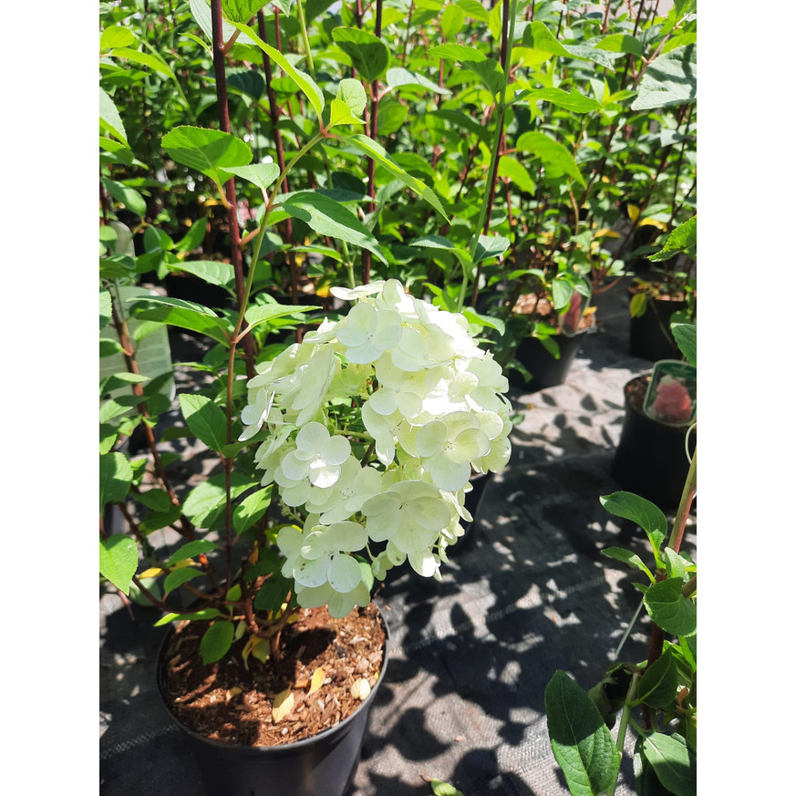 Hydrangea paniculata Sundae Fraise K3 - Bugás hortenzia Hydrangea paniculata Sundae Fraise K3 - Bugás hortenzia