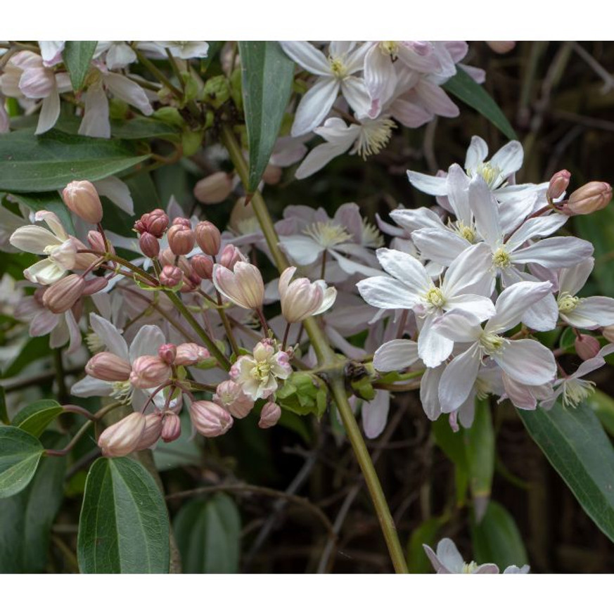 Clematis armandii CS15 - Örökzöld iszalag