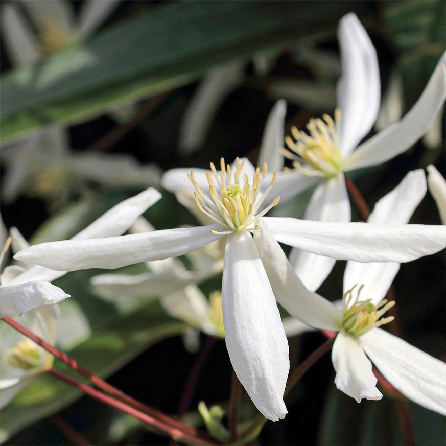 Clematis armandii CS15 - Örökzöld iszalag
