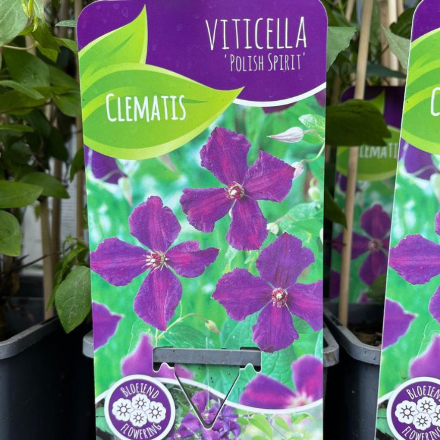 Clematis mix - Iszalag színkeverék