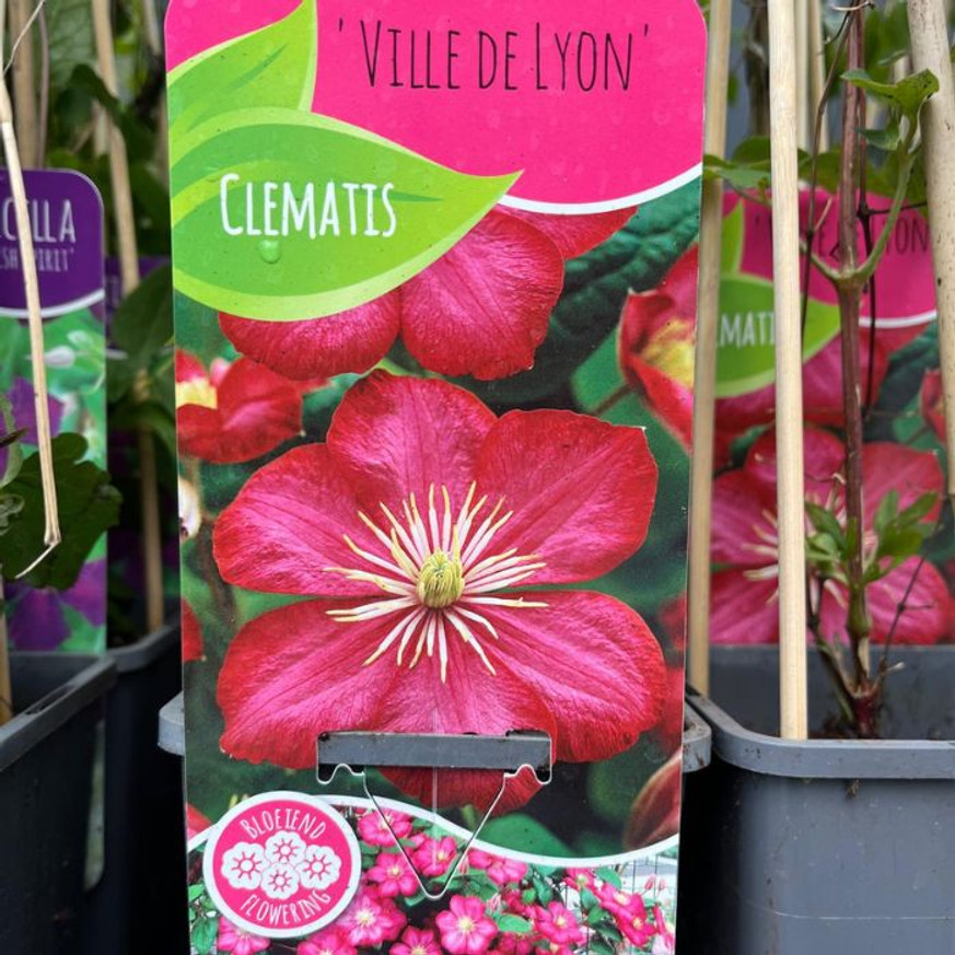 Clematis mix - Iszalag színkeverék