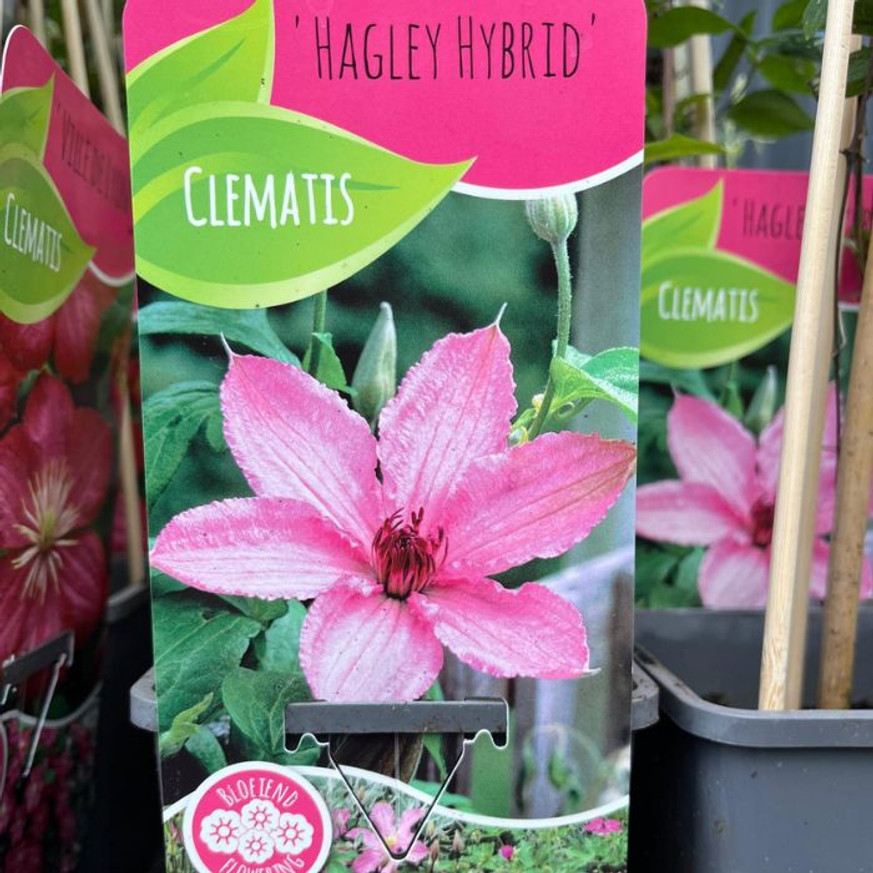 Clematis mix - Iszalag színkeverék