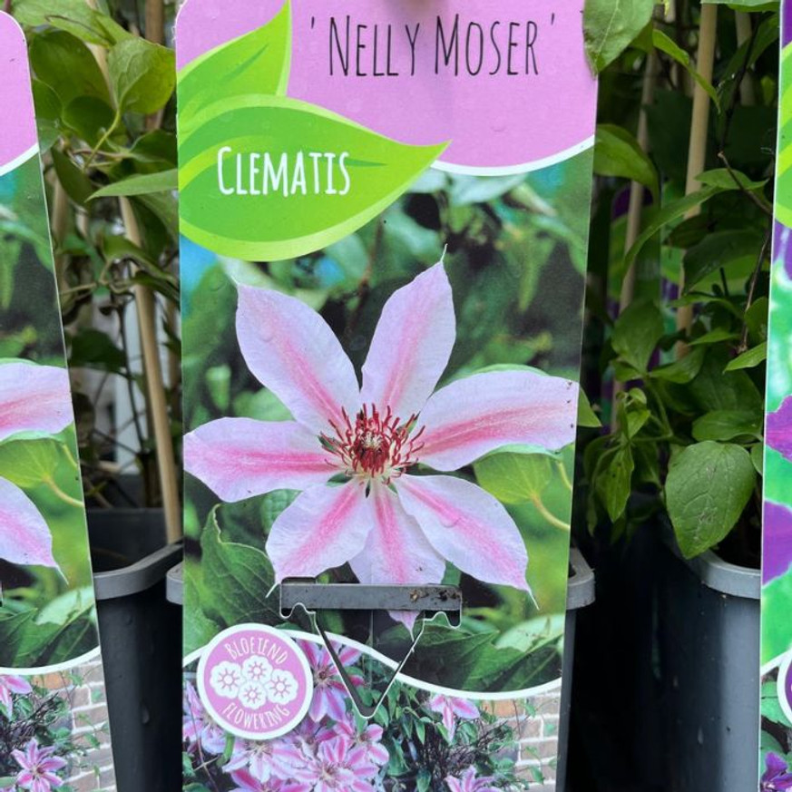 Clematis mix - Iszalag színkeverék