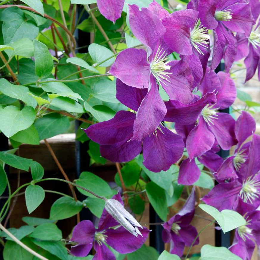 Clematis mix - Iszalag színkeverék