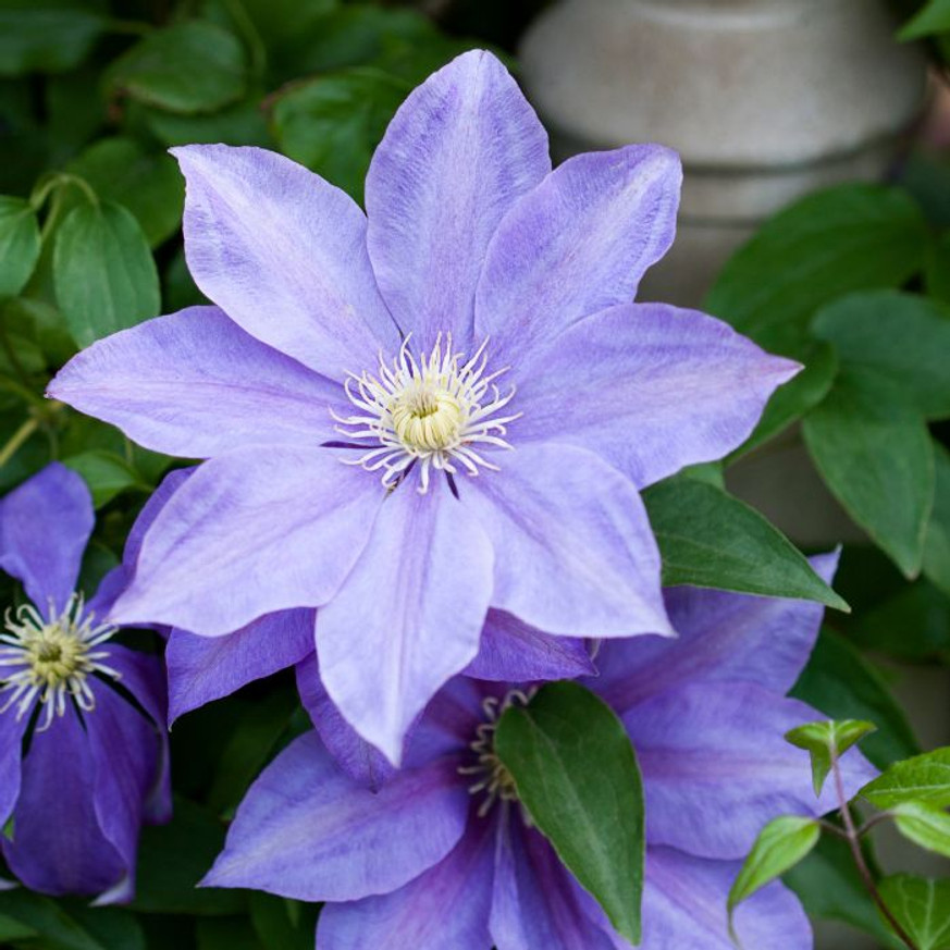 Clematis mix - Iszalag színkeverék