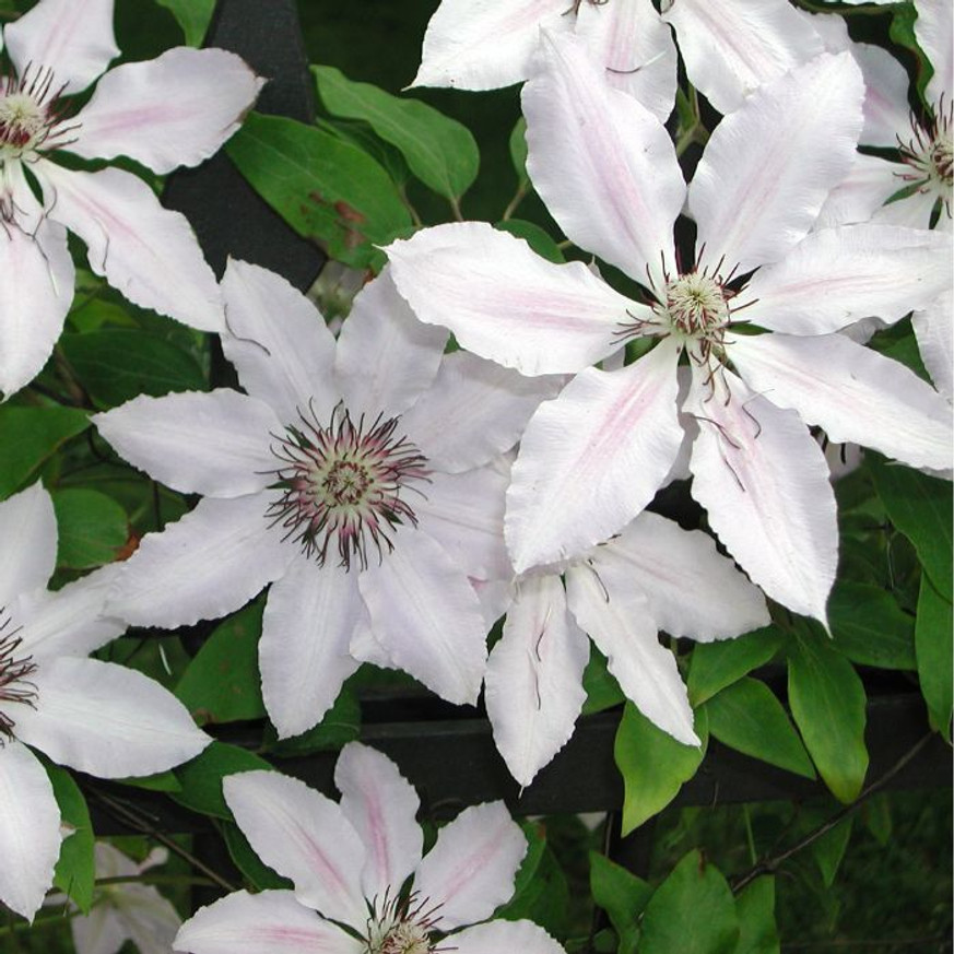 Clematis mix - Iszalag színkeverék