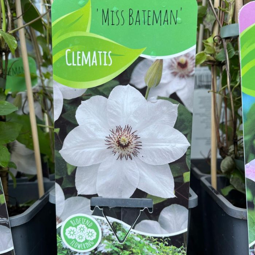 Clematis mix - Iszalag színkeverék