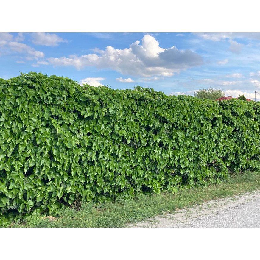 Hedera helix CS9 - Kúszó borostyán Hedera helix CS9 - Kúszó borostyán