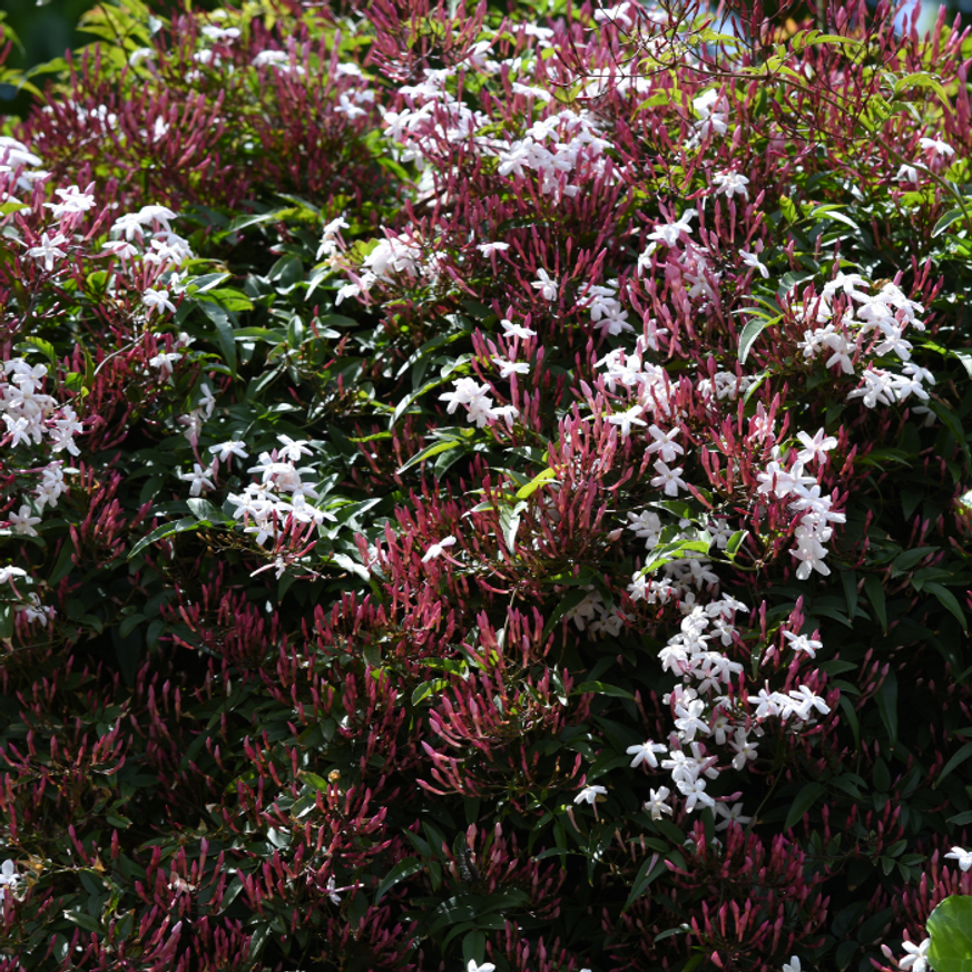 Jasminum stephanense - Illatos jázmin