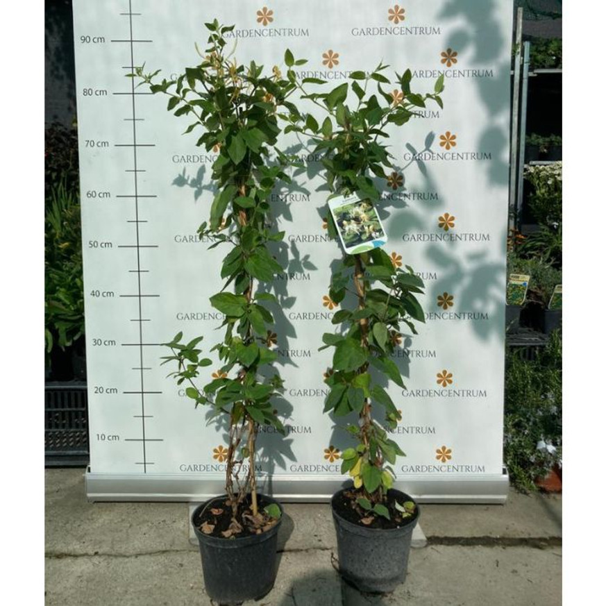 Lonicera japonica Halliana K2 - Örökzöld japán lonc