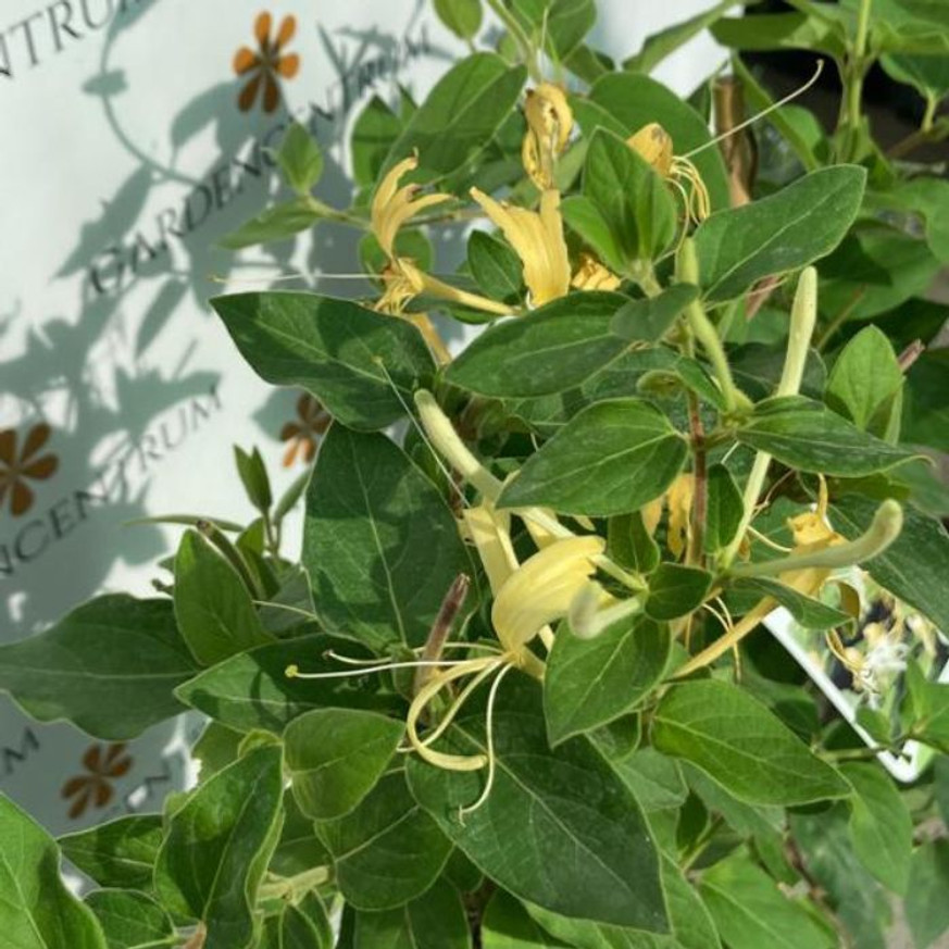 Lonicera japonica Halliana K2 - Örökzöld japán lonc