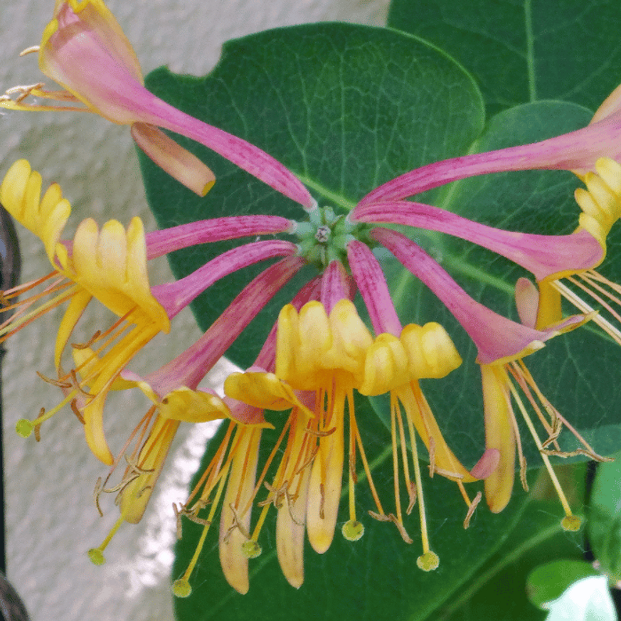 Lonicera heckrottii Goldflame K2 - Kúszólonc