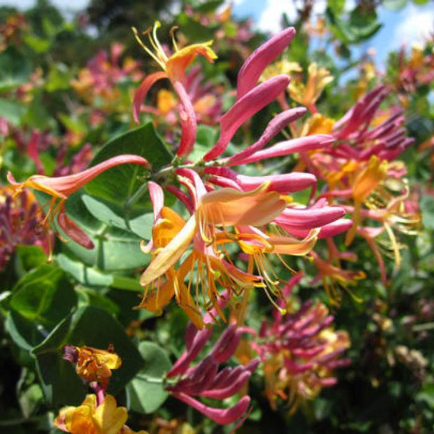 Lonicera heckrottii Goldflame K2 - Kúszólonc Lonicera heckrottii Goldflame K2 - Kúszólonc