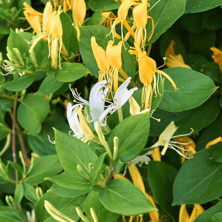 Lonicera japonica Halliana K2 - Örökzöld japán lonc