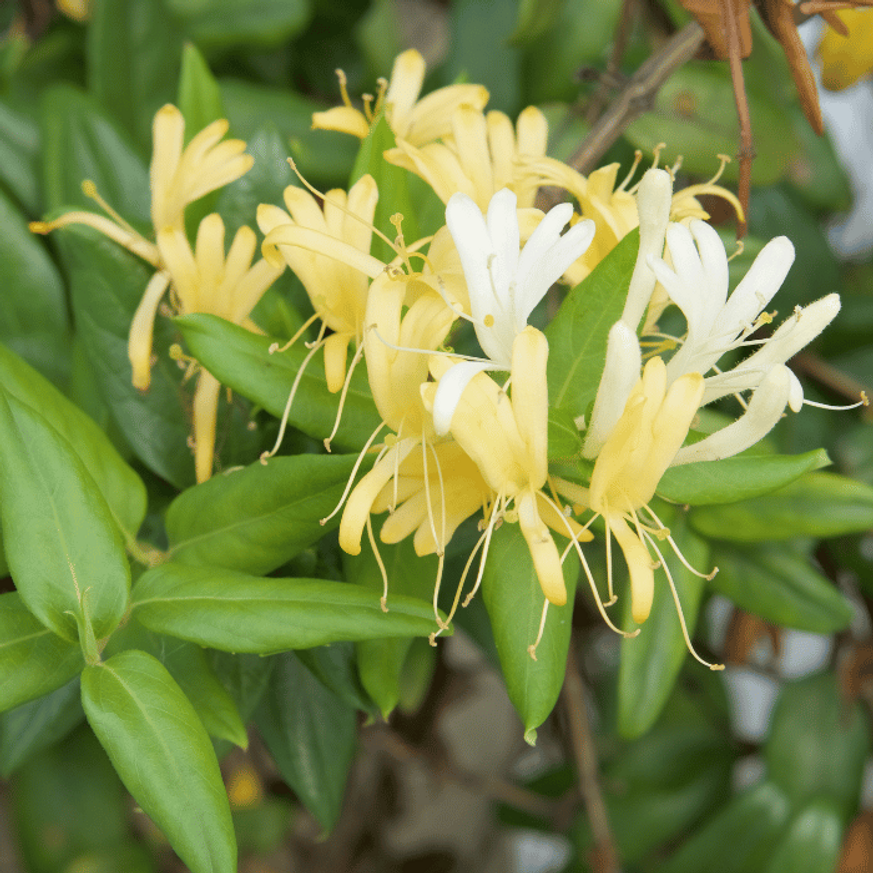 Lonicera japonica Halliana K2 - Örökzöld japán lonc