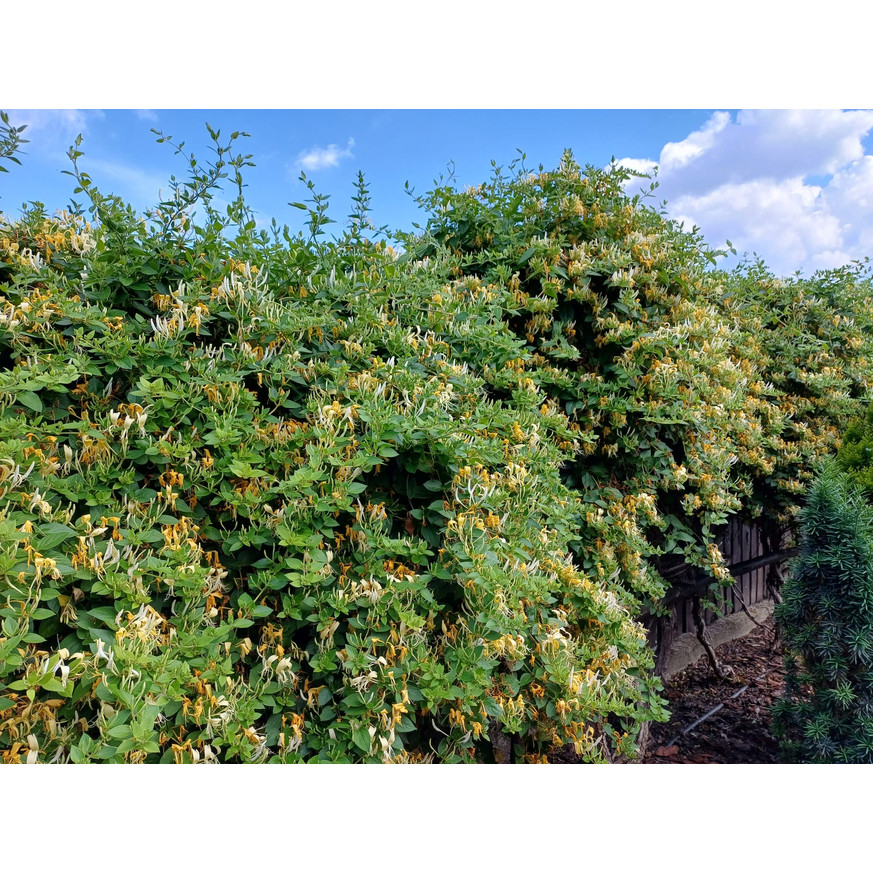 Lonicera japonica Halliana K2 - Örökzöld japán lonc