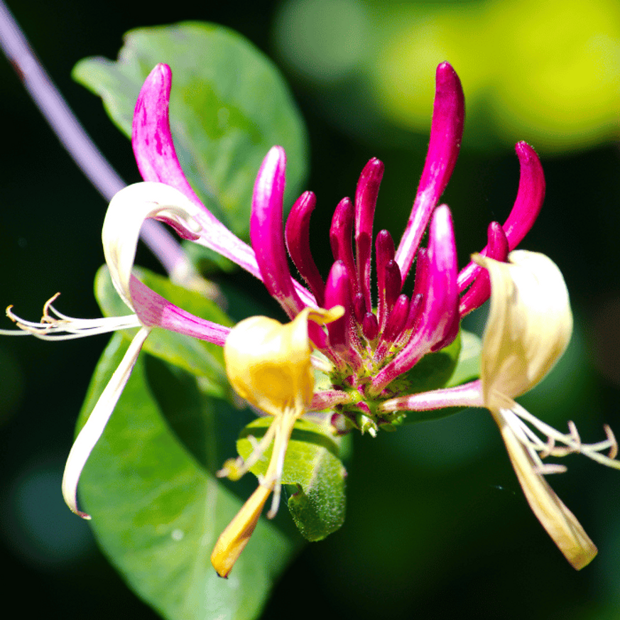 Lonicera japonica Red World K1,7 - Kúszólonc