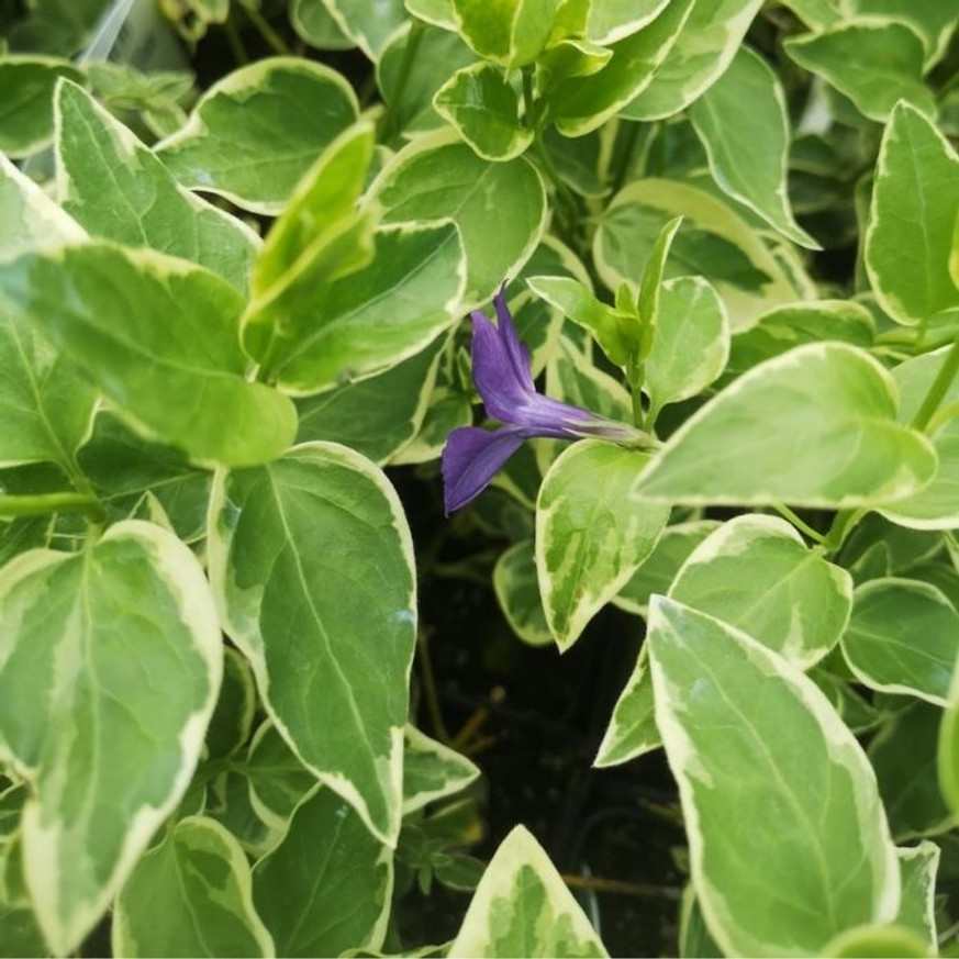 Vinca major Variegata CS9 - Tarka levelű meténg Vinca major Variegata CS9 - Tarka levelű meténg