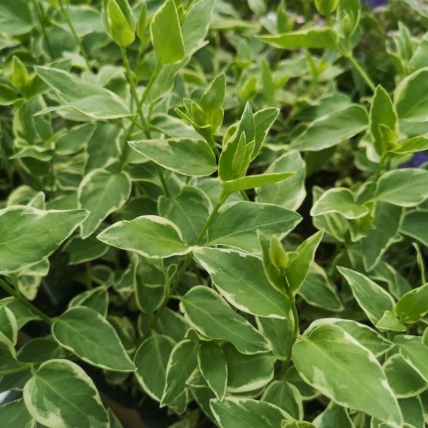 Vinca major Variegata CS9 - Tarka levelű meténg Vinca major Variegata CS9 - Tarka levelű meténg