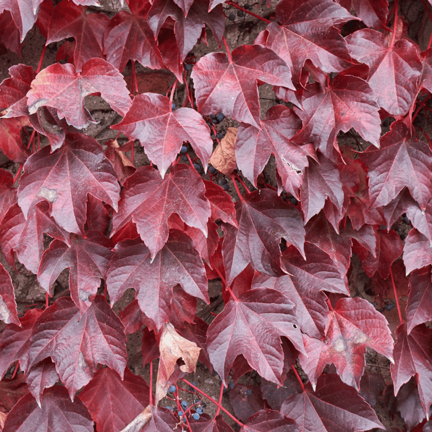 Parthenocissus tricuspidata Veitchii K2 - Vadszőlő
