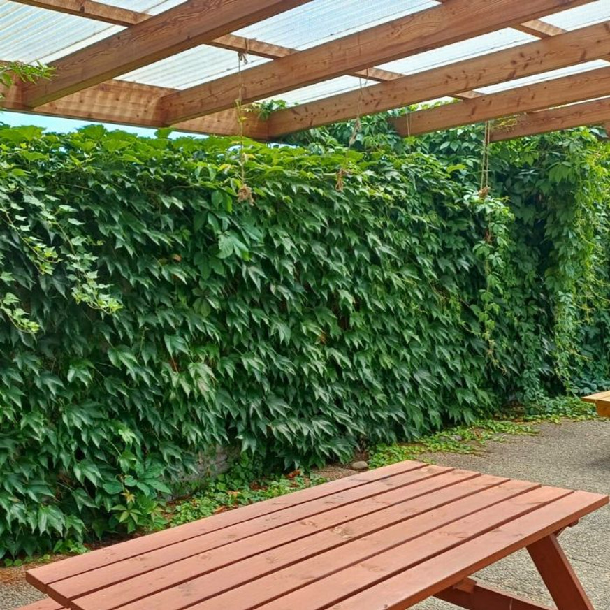 Parthenocissus tricuspidata Veitchii K2 - Vadszőlő Parthenocissus tricuspidata Veitchii K2 - Vadszőlő
