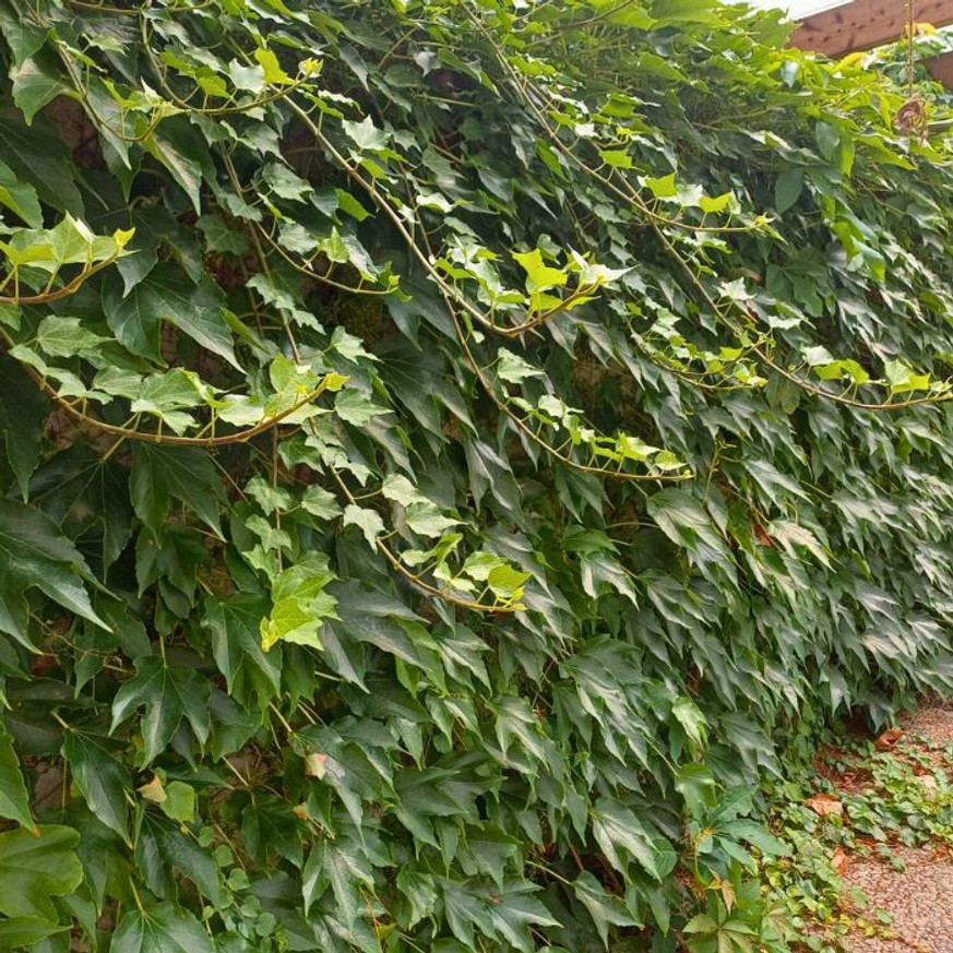 Parthenocissus tricuspidata Veitchii K2 - Vadszőlő Parthenocissus tricuspidata Veitchii K2 - Vadszőlő