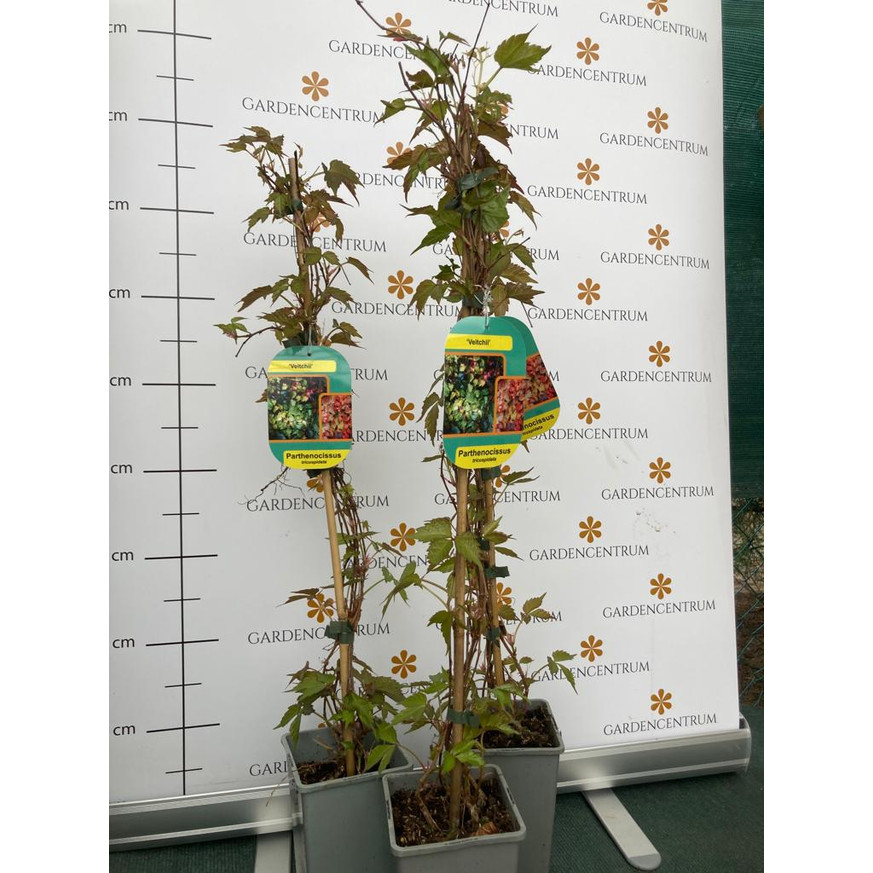 Parthenocissus tricuspidata Veitchii K2 - Vadszőlő Parthenocissus tricuspidata Veitchii K2 - Vadszőlő