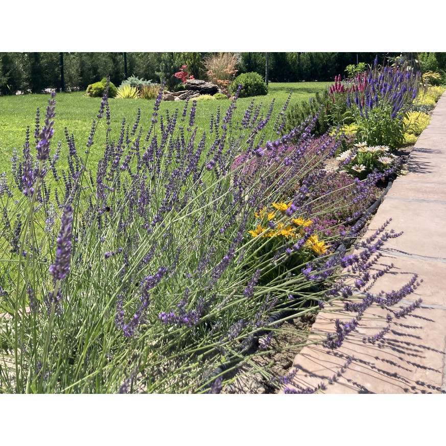 Lavandula x intermedia Grappenhall - Halványkék provánszi levendula