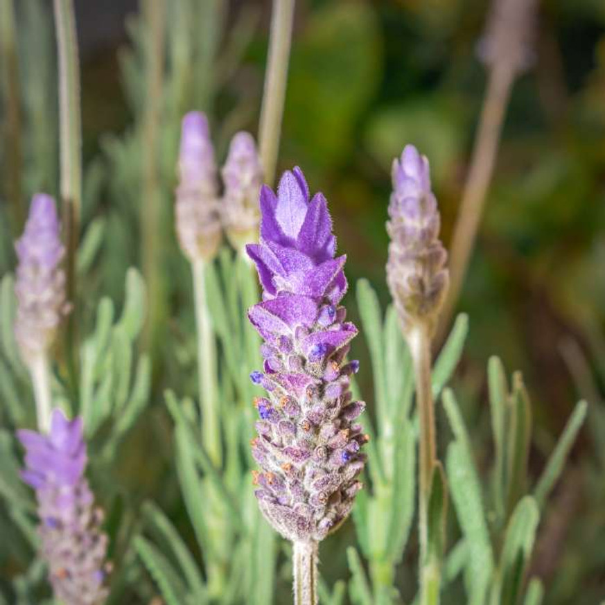 Lavandula x intermedia Grappenhall - Halványkék provánszi levendula