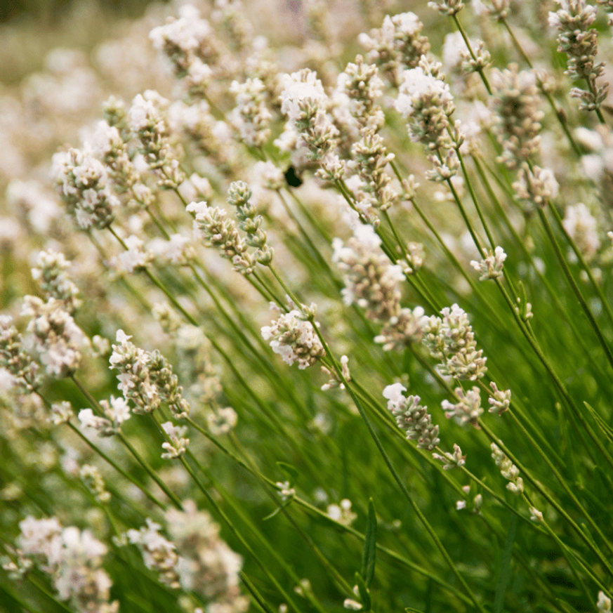 Lavandula x intermedia Edelweiss - Fehér francia levendula Lavandula x intermedia Edelweiss - Fehér francia levendula
