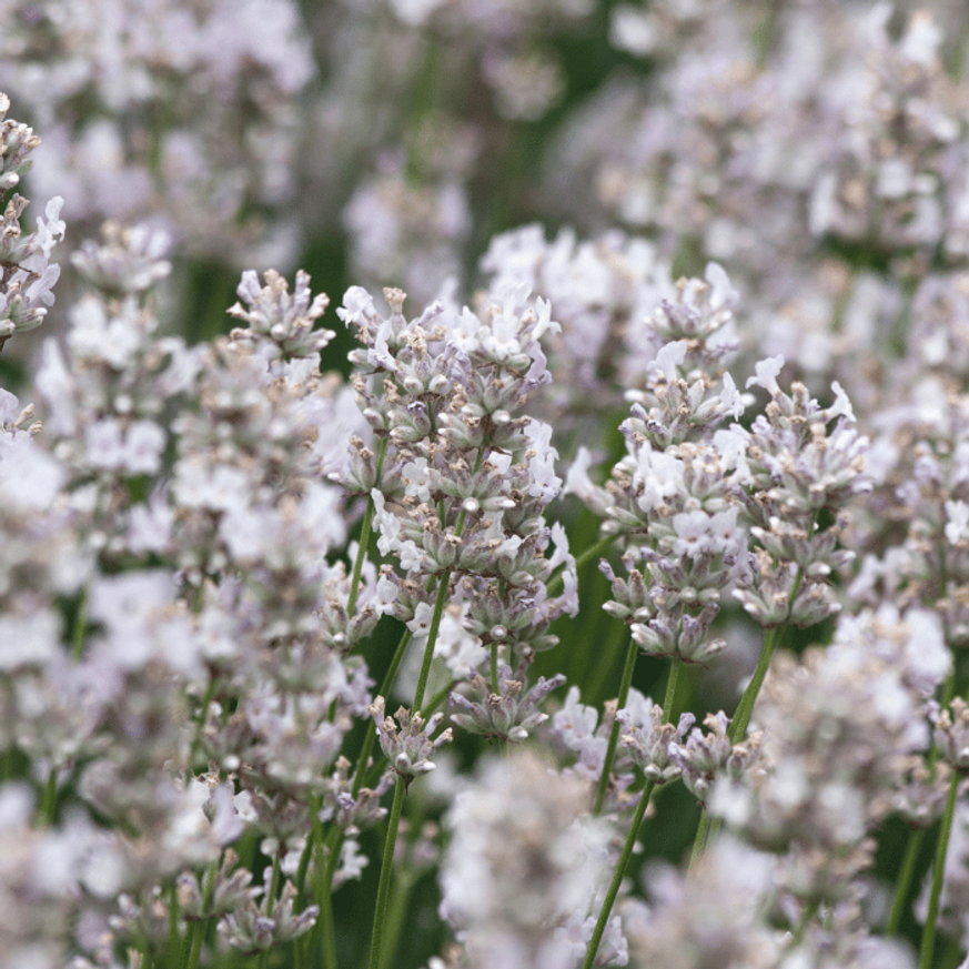 Lavandula x intermedia Edelweiss - Fehér francia levendula Lavandula x intermedia Edelweiss - Fehér francia levendula