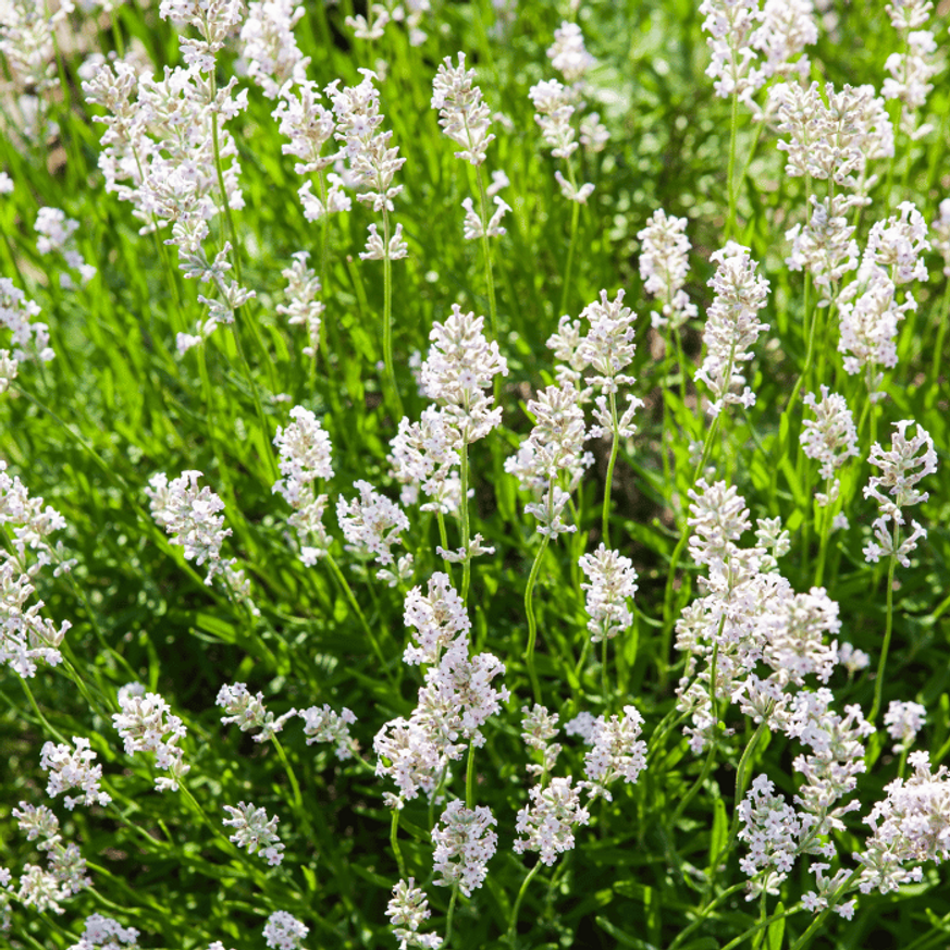 Lavandula x intermedia Edelweiss - Fehér francia levendula Lavandula x intermedia Edelweiss - Fehér francia levendula