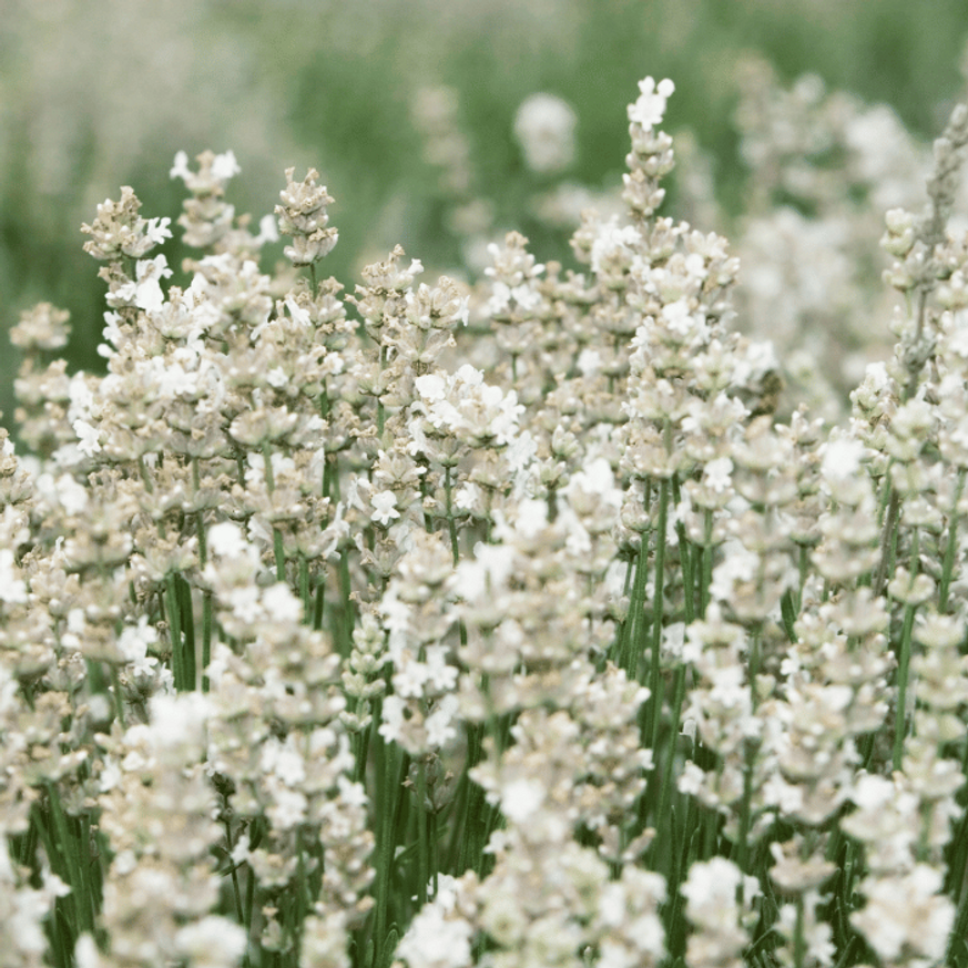 Lavandula x intermedia Edelweiss - Fehér francia levendula