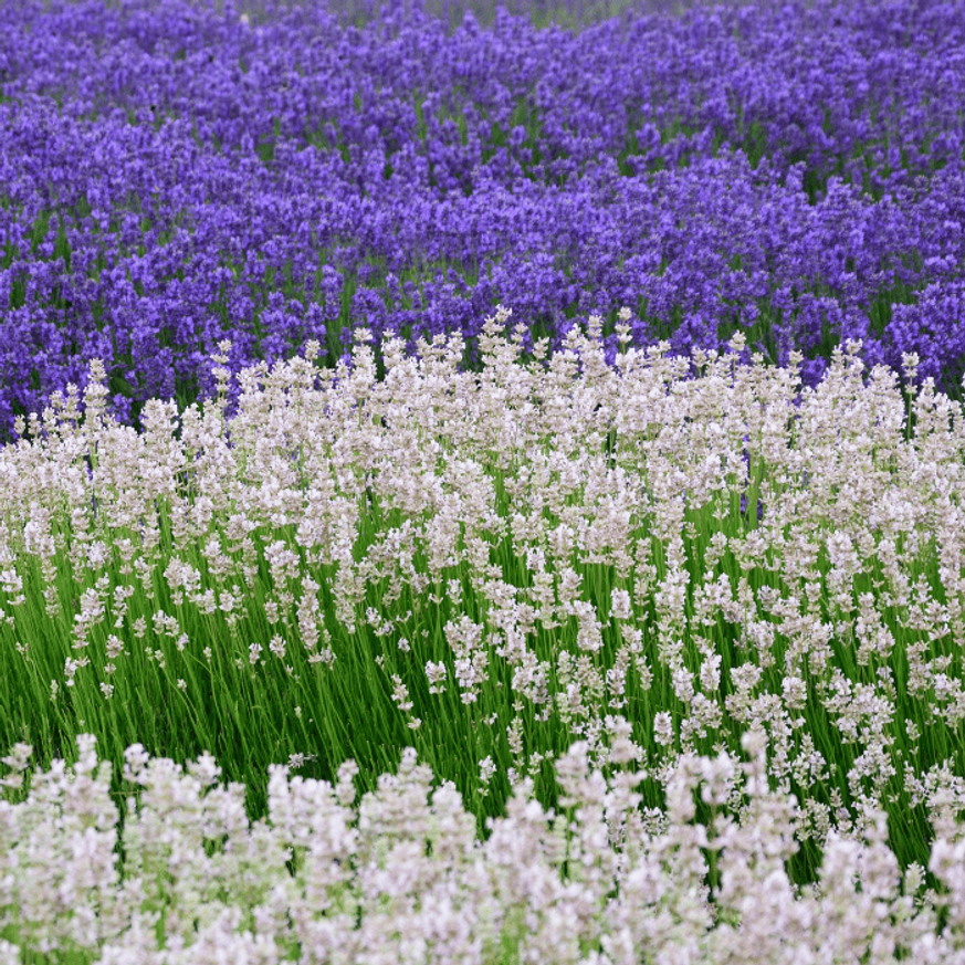 Lavandula x intermedia Edelweiss - Fehér francia levendula Lavandula x intermedia Edelweiss - Fehér francia levendula