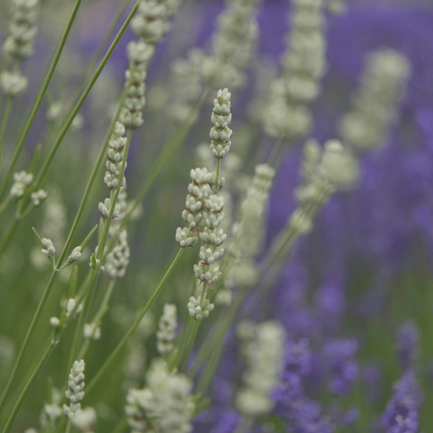 Lavandula x intermedia Edelweiss - Fehér francia levendula Lavandula x intermedia Edelweiss - Fehér francia levendula