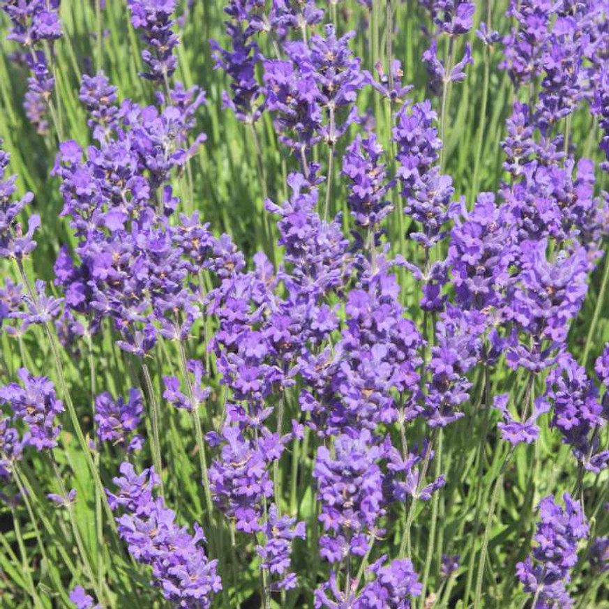 Lavandula x intermedia Grappenhall - Halványkék provánszi levendula