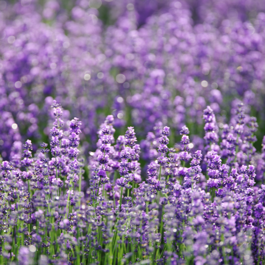 Lavandula x intermedia Phenomenal - Liláskék provánszi levendula