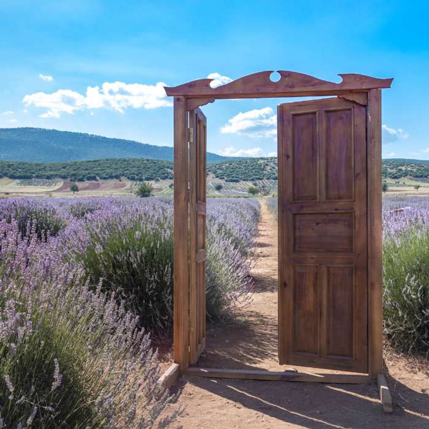 Lavandula x intermedia Grappenhall - Halványkék provánszi levendula