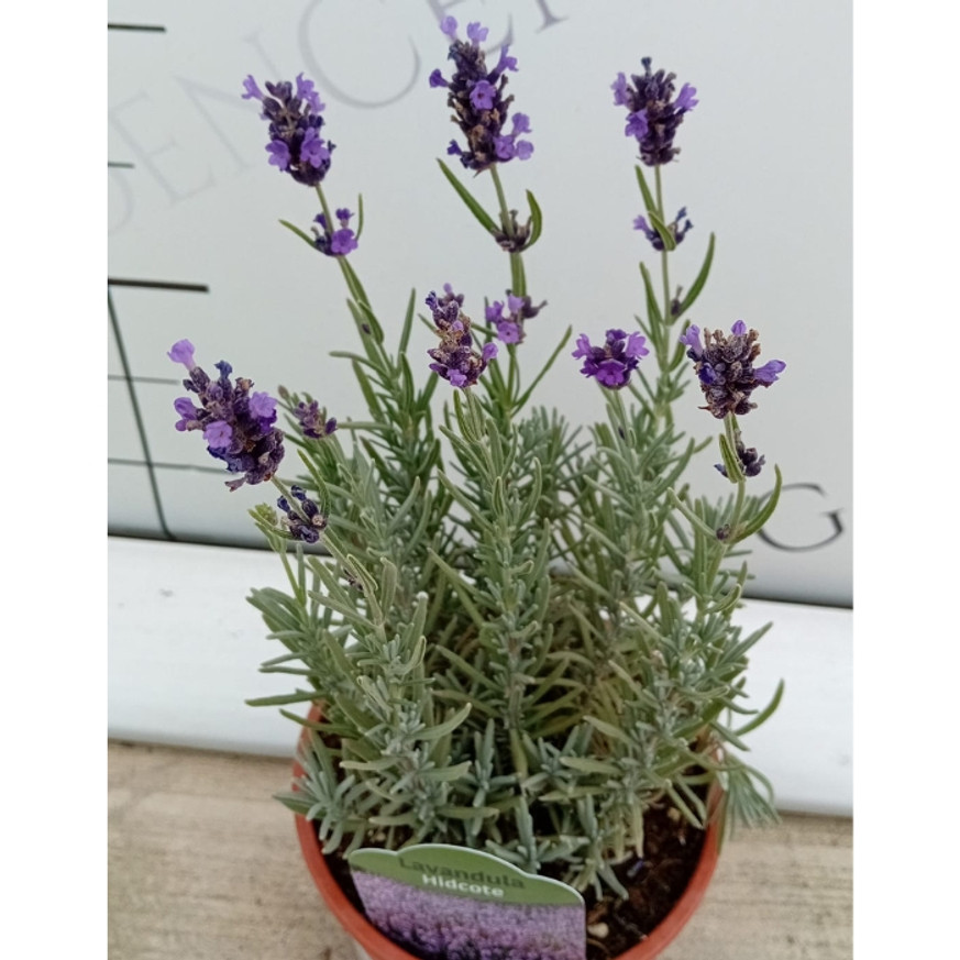 Lavandula angustifolia Hidcote - Levendula